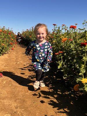 Zinnias