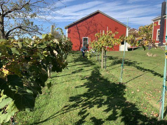 Vines at Filia Cellars