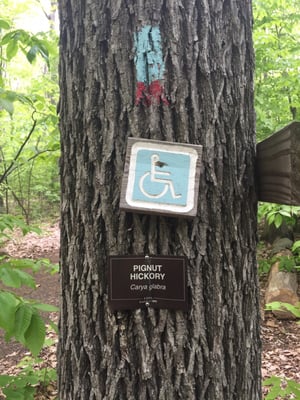 Handicapped accessible trail!