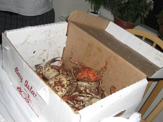 The container for a 1/2 bushel of crabs... we sorta demolished most of it off