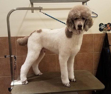 Nigel (Standard Poodle)