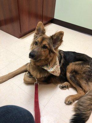 Banjo at Eldorado Pet Hospital.