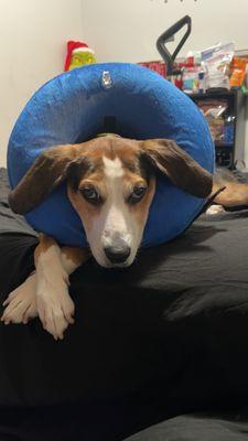 My boy after his anal gland removal surgery