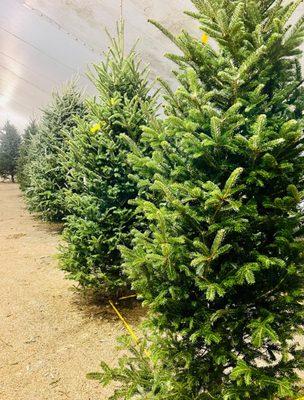 Fresh Christmas Trees