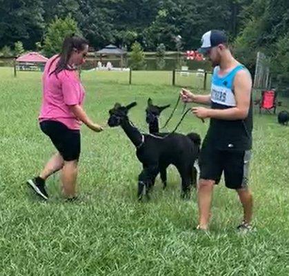 Kasey and Luke walking our alpaca for the first time ever!