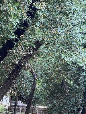 Big Branches leaning over our house.