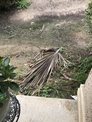 Dirt yards with dead palm fronds scattered