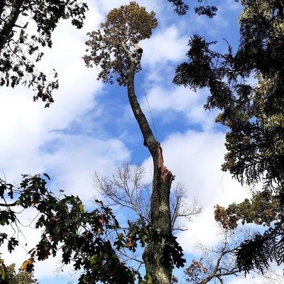 Tree that was split from lightning. 
Has to be climbed and pieces out small