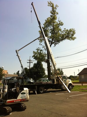 At a job site removal of large tree by wires.