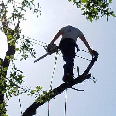 Marvin's Garden Tree Services