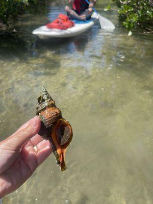 Florida's state shell is the Horse Conch! Learn more on an eco tour with SUP Englewood !!