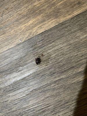 another cockroach we had to kill