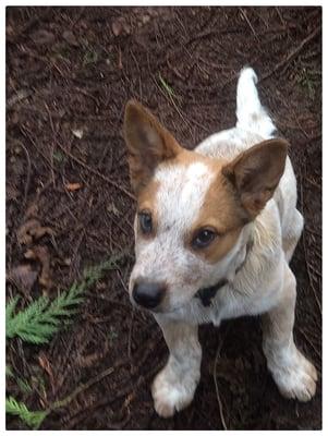 Crocodile "Dundee." Look at those doe-eyes