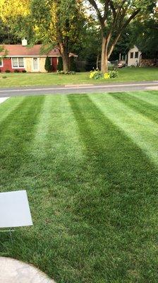 Customers lawn with nice luscious stripes.