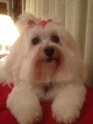 Our Havanese when groomed at VPP...