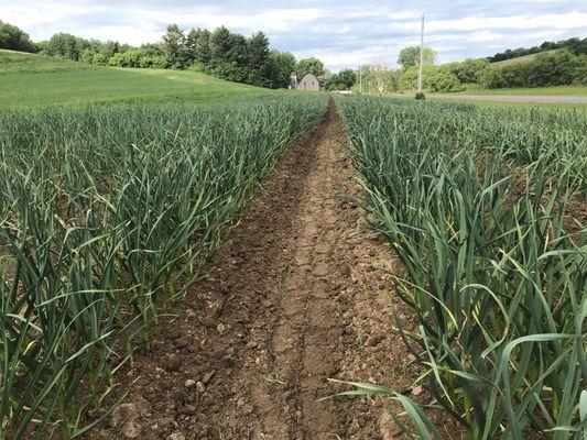 2019 Garlic Field