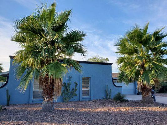 It's time for those palms to be trimmed for the winter.