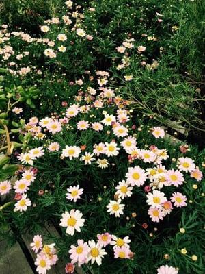 Shasta Daisies .