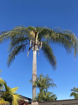 Palm tree before