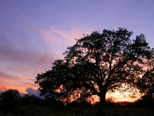 Counseling & Nature Therapy Center, PLLC