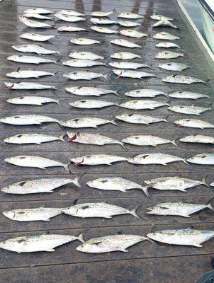 Spanish Mackerel and Bluefish