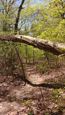 Trail is well marked with red blazes