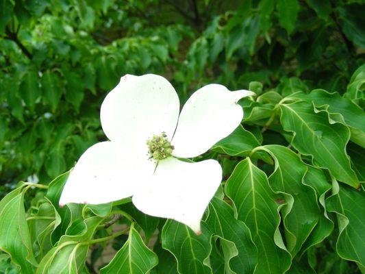 Kousa Dogwood Flower