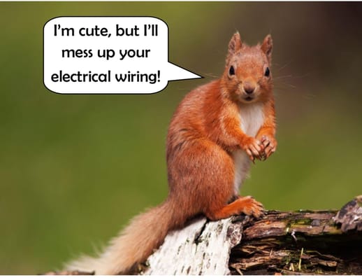 Squirrels can reek havoc on electrical wiring.