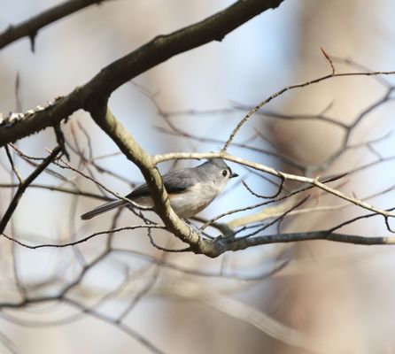 Tufted Titmouse