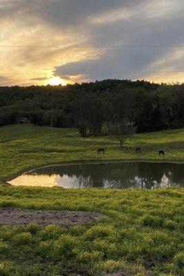 Carey Horse Farms