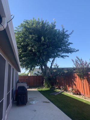 Great job Jose and the guys, if your in the 209 call Perfect Tree for a quote. Thanks Jose