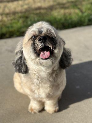 My Lhasa-poo after her first visit.