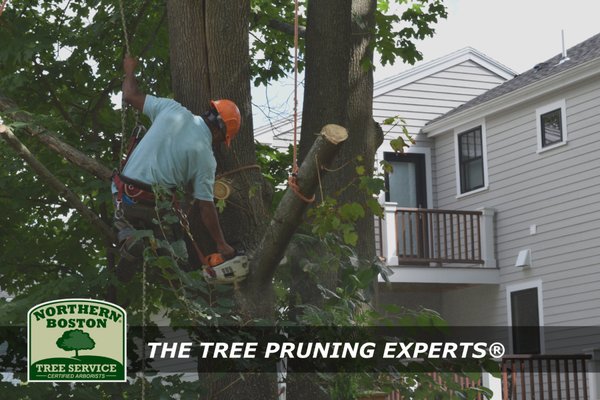 Pruning trees in Lexington, MA. August 2019.