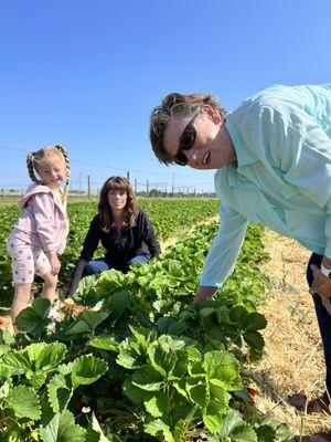 Strawberry Picking