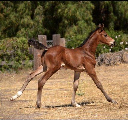 Magnus TW at 2 weeks. Photo by Shannon Debuiser