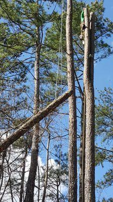 Took numerous large pines down with minimal disruption to the yard area. Quite impressive.