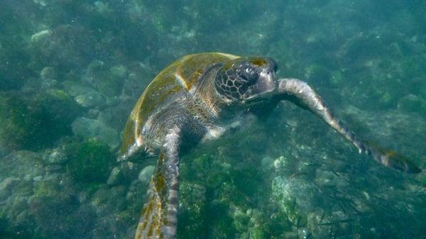 sea turtle - with my underwater camera!