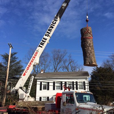 Great job.A massive tree over RT 46.  Provided flagmen, took 4 more overhanging the house, ground the stumps.  We are entirely happy. Easy!