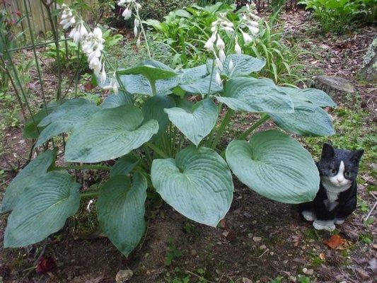 Empress Wu hosta in woodland garden