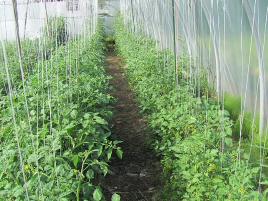 High tunnel tomatoes.