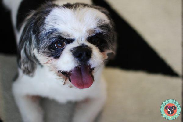 This is Ralphie, just one of many furry clients at Rio Pet Hostel