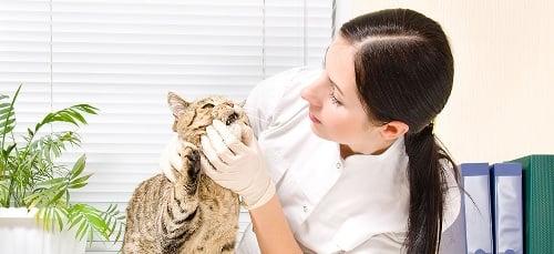 Tender Loving Care Animal Hospital