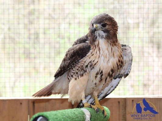 WNY Raptor and Wildlife Care