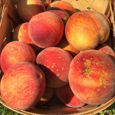 Fresh Picked Peaches From Buttermilk Creek Farm