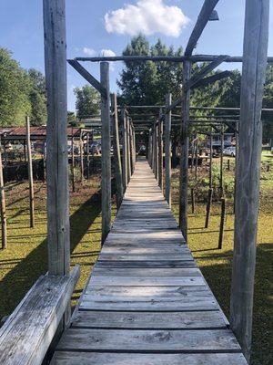 Dock over the lake. No hand rails . Yikes.