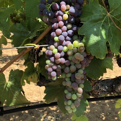 Veraison