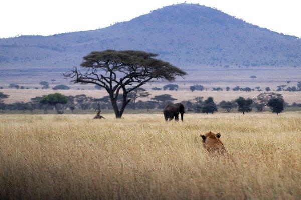 African safari