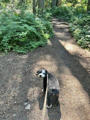 Pup ready for a little hike on a hot day