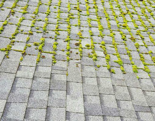 Let us clean the moss from your roof!