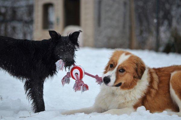 Mouse and Henry playing tug of war.  Socialization with other dogs daily is  key to a happy dogs.